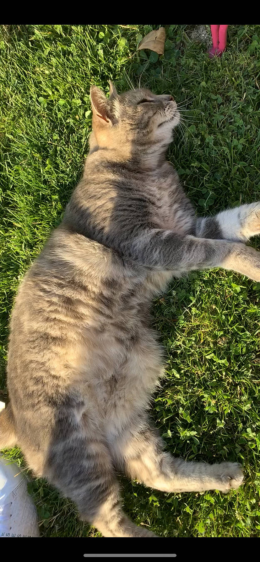 Grisou a rejoint le concours — aidez-le/la à gagner de superbes lots ! carnivore, cat, domestic_short_haired_cat, european_shorthair, felidae, grass, kitten, maine_coon, mammal, pixie_bob, small_to_medium_sized_cats, tabby_cat, tail, vertebrate, whiskers, wild_cat, wildlife