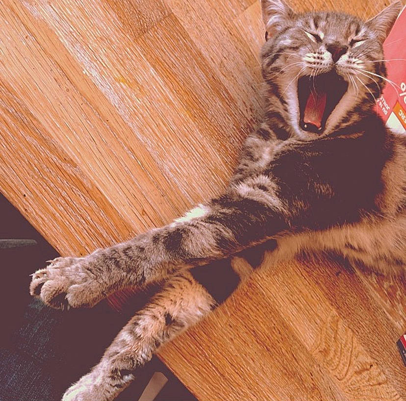 Grisou a rejoint le concours — aidez-le/la à gagner de superbes lots ! asian, carnivore, cat, dragon_li, european_shorthair, eye, facial_expression, felidae, fur, kitten, mammal, paw, pixie_bob, small_to_medium_sized_cats, tabby_cat, tail, whiskers, wild_cat, wood, yawn