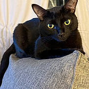 Pickles is registered to the contest to win money with this photo: black_cat, cat, yellow_eyes, indoor, couch, gray_couch, feline, pet, fur, whiskers, ears, relaxed, animal, domestic_cat, looking, resting, close_up, portrait, curious, home