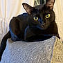 black_cat, cat, yellow_eyes, indoor, couch, gray_couch, feline, pet, fur, whiskers, ears, relaxed, animal, domestic_cat, looking, resting, close_up, portrait, curious, home