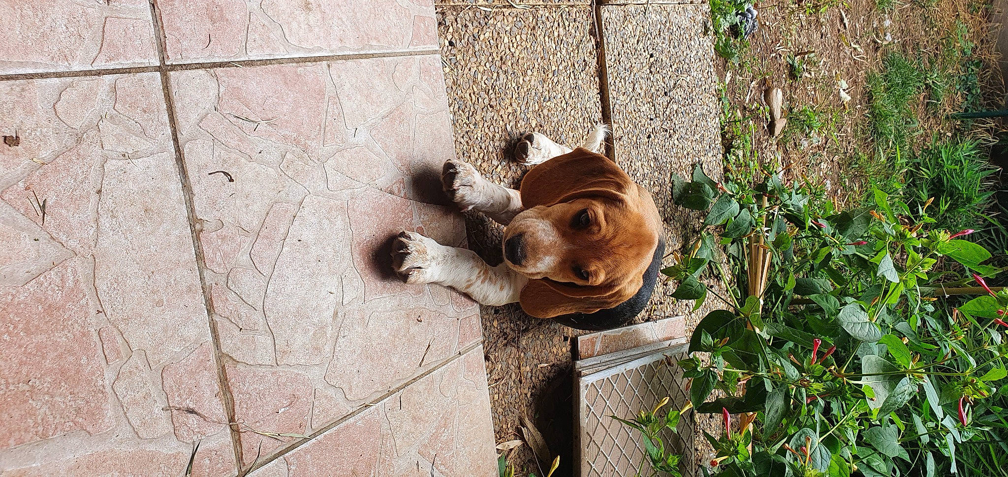 Chaton a rejoint le concours — aidez-le/la à gagner de superbes lots ! art, brick, carnivore, companion_dog, concrete, dog_breed, felidae, flooring, grass, hardwood, plant, road_surface, sculpture, sidewalk, small_to_medium_sized_cats, snout, tail, trunk, wood, working_animal