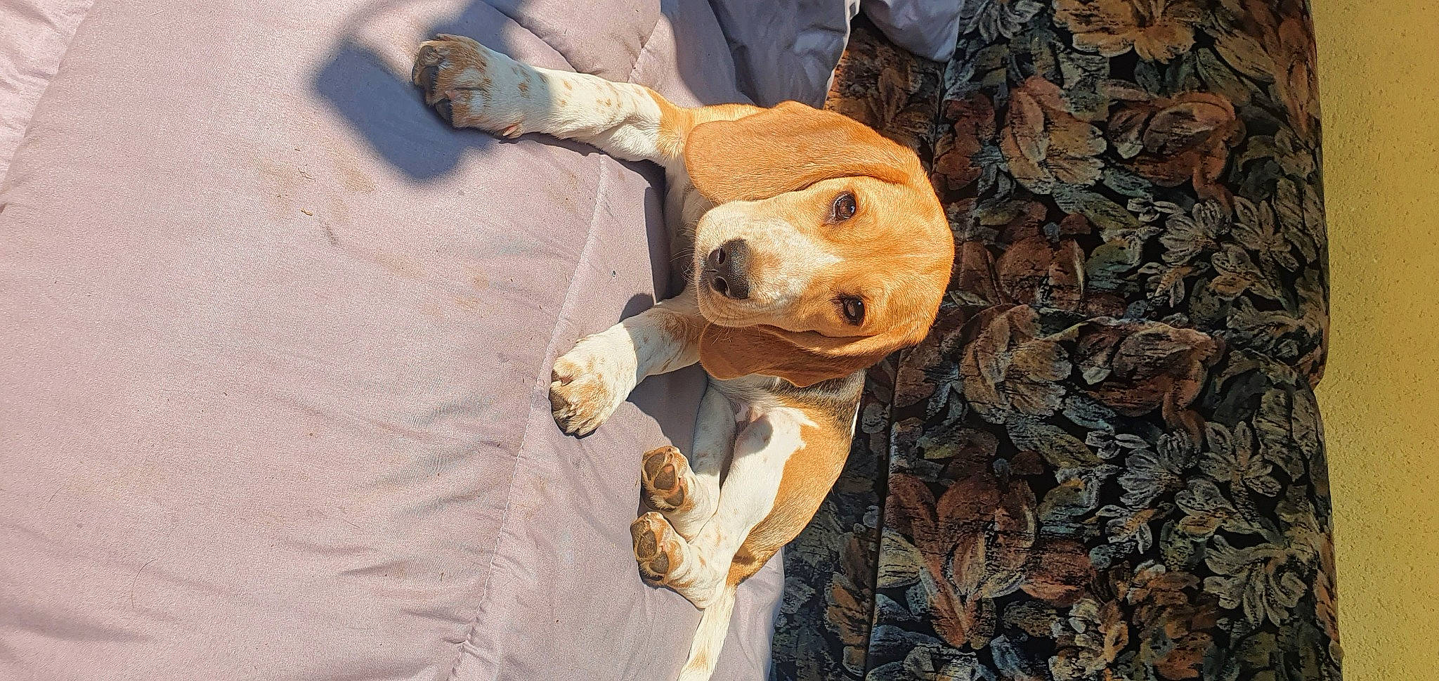 Chaton participe au concours pour gagner de l'argent avec cette photo : adventure, art, ball, canidae, carnivore, companion_dog, dog, dog_breed, fawn, football, fur, happy, hat, snout, soil, sporting_group, street_dog, stuffed_toy, toy, wood