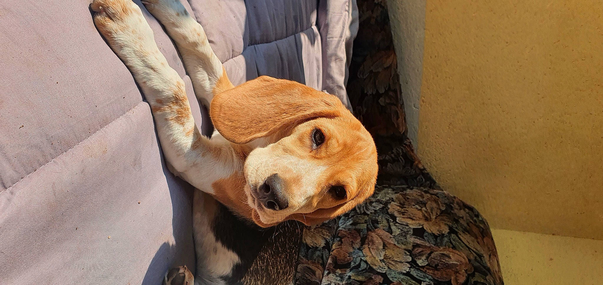 Chaton participe au concours pour gagner de l'argent avec cette photo : ball, canidae, carnivore, comfort, companion_dog, dog, dog_breed, fawn, football, fur, paw, sculpture, snout, sporting_group, street_dog, terrestrial_animal, trunk, whiskers, wood, working_animal