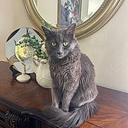 Goku joined the competition — help win amazing prizes! cat, gray_cat, fluffy_cat, pet, animal, indoor, furniture, mirror, flower_vase, flowers, wooden_dresser, decor, yellow_eyes, sitting, domestic, portrait, cute, feline, household, still_life