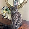 cat, gray_cat, fluffy_cat, pet, animal, indoor, furniture, mirror, flower_vase, flowers, wooden_dresser, decor, yellow_eyes, sitting, domestic, portrait, cute, feline, household, still_life