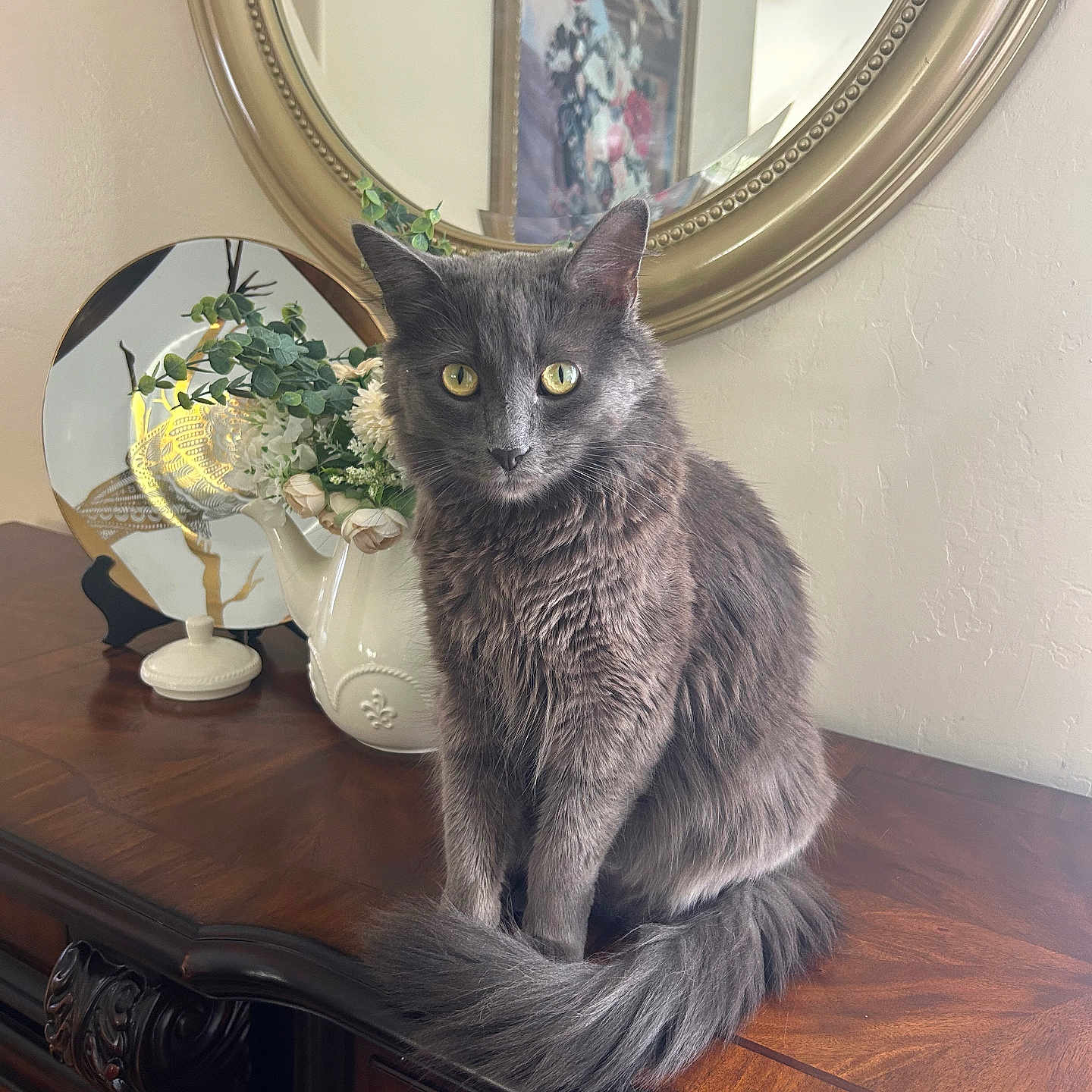 Goku joined the competition — help win amazing prizes! cat, gray_cat, fluffy_cat, pet, animal, indoor, furniture, mirror, flower_vase, flowers, wooden_dresser, decor, yellow_eyes, sitting, domestic, portrait, cute, feline, household, still_life