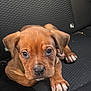 Mylo is registered to the contest to win money with this photo: puppy, dog, pet, brown, cute, car_seat, animal, young, fur, ears, paw, nail, closeup, portrait, looking, sitting, indoor, black, texture, nose