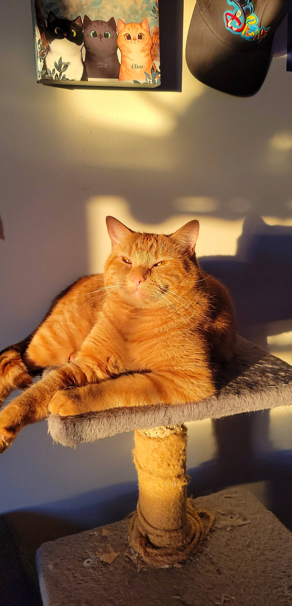 Oliver is registered to the contest to win money with this photo: brown, carnivore, cat, claw, domestic_short_haired_cat, fawn, felidae, flooring, fur, paw, shadow, sitting, small_to_medium_sized_cats, snout, tail, tints_and_shades, vertebrate, whiskers, window, wood