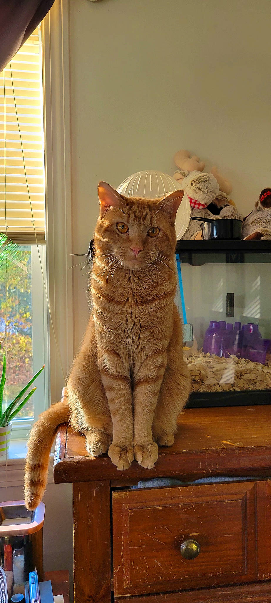 Oliver is registered to the contest to win money with this photo: carnivore, cat, domestic_short_haired_cat, drawer, fawn, felidae, flooring, fur, hardwood, plant, room, shelf, small_to_medium_sized_cats, tail, tree, whiskers, window, window_blind, window_covering, wood