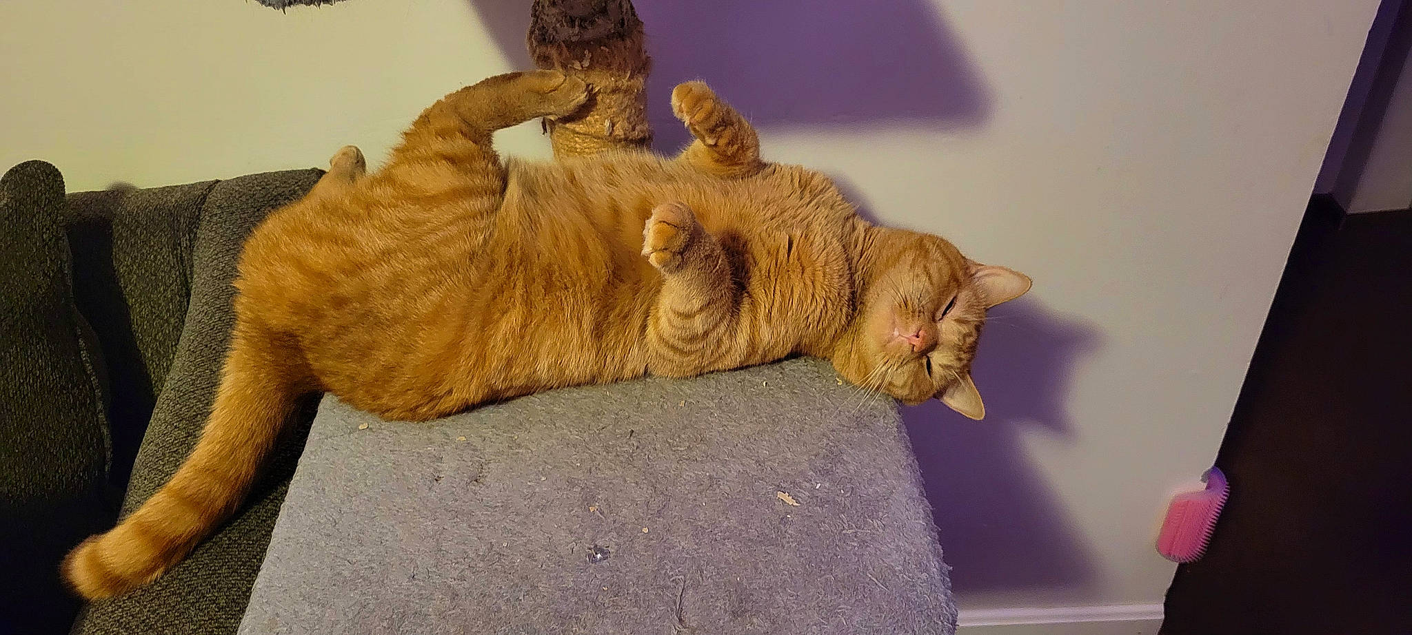 Oliver joined the competition — help win amazing prizes! art, artifact, canidae, carnivore, cat, claw, comfort, domestic_short_haired_cat, fawn, felidae, flooring, fur, gesture, paw, small_to_medium_sized_cats, snout, tail, terrestrial_animal, whiskers, wood