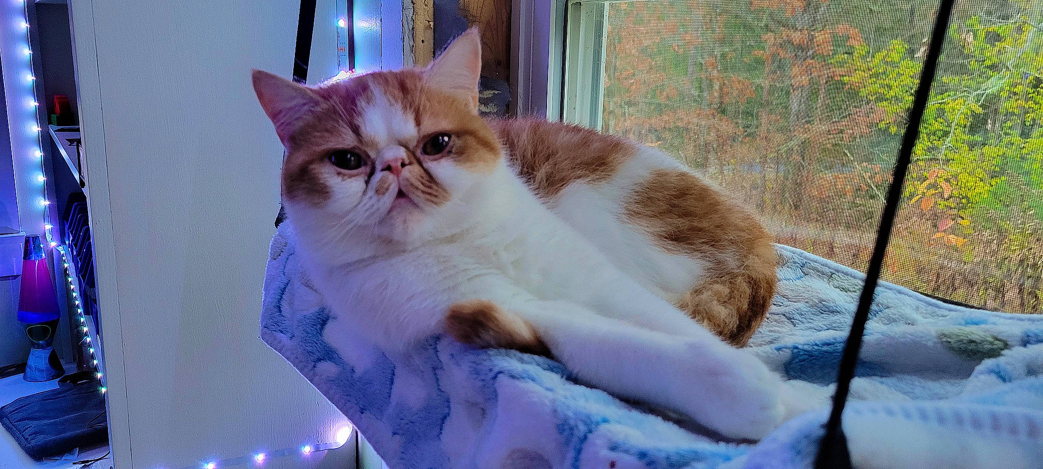 Gideon joined the competition — help win amazing prizes! carnivore, cat, domestic_short_haired_cat, door, fawn, felidae, fur, grass, paw, plant, sitting, small_to_medium_sized_cats, snout, tail, whiskers, window, wood