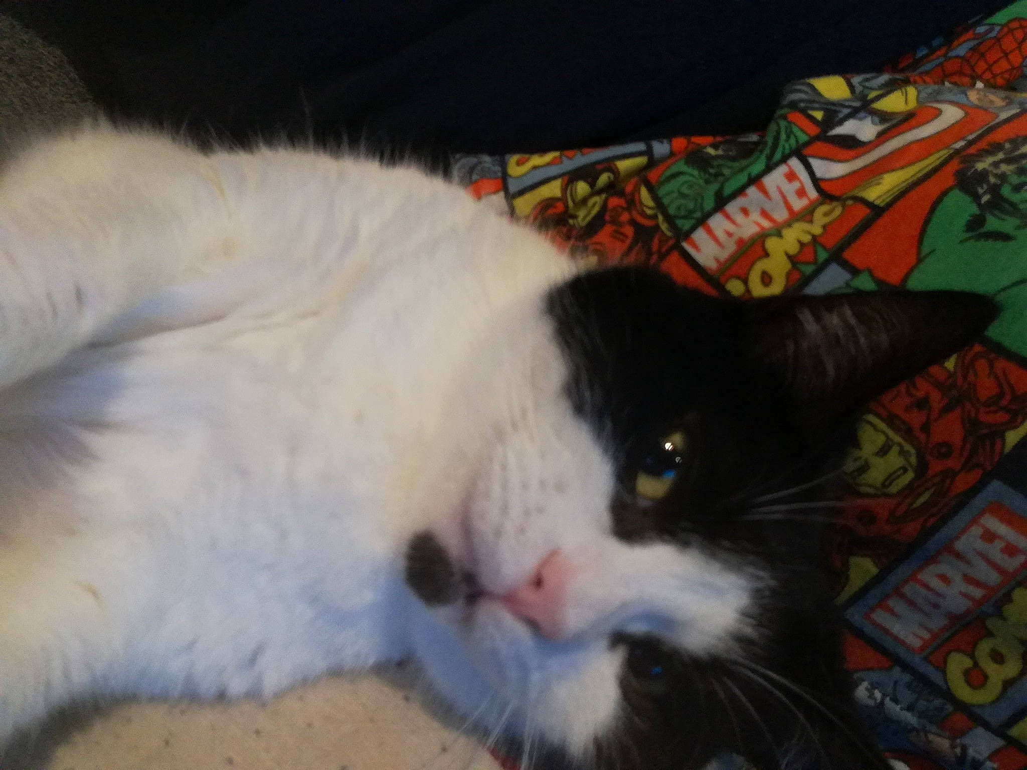 Pip Rebel joined the competition — help win amazing prizes! carnivore, cat, domestic_long_haired_cat, domestic_short_haired_cat, ear, eye, felidae, fur, polydactyl_cat, small_to_medium_sized_cats, snout, tail, whiskers