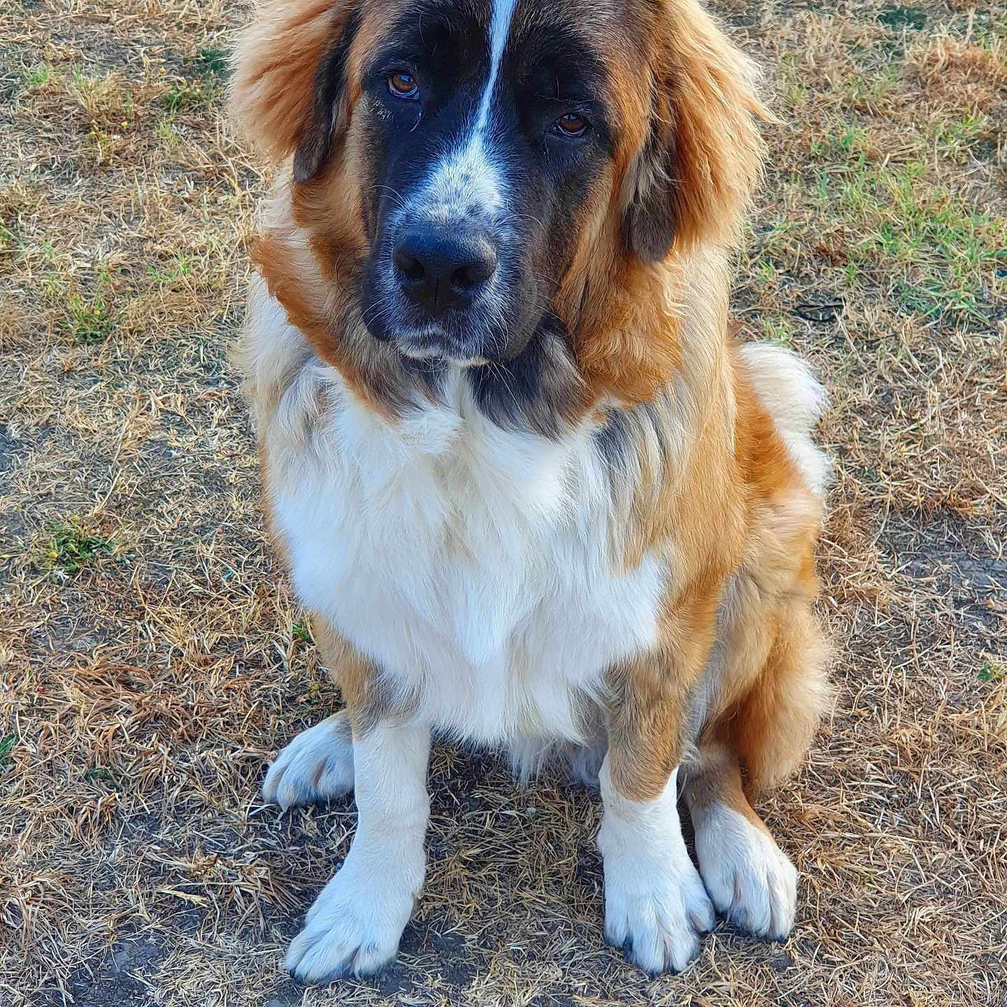 Oslo a rejoint le concours — aidez-le/la à gagner de superbes lots ! adorable, animal, brown, canine, cute, dog, ears, eyes, fluffy, friendly, fur, grass, looking, mammal, nature, outdoor, pet, portrait, sitting, white