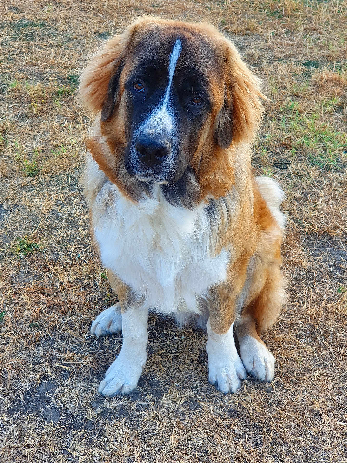 Oslo a rejoint le concours — aidez-le/la à gagner de superbes lots ! dog, animal, pet, outdoor, grass, brown, white, fur, ears, sitting, canine, cute, friendly, nature, mammal, portrait, looking, eyes, fluffy, adorable