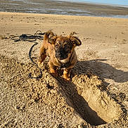 Fly participe au concours pour gagner de l'argent avec cette photo : puppy, dog, sand, beach, leash, hole, outdoor, sunlight, animal, pet, cute, brown_fur, playful, small_dog, nature, daytime, shore, water, sky, canine