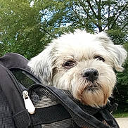 Lili a rejoint le concours — aidez-le/la à gagner de superbes lots ! carnivoran, companion_dog, coton_de_tulear, dandie_dinmont_terrier, dog, dog_breed, dog_breed_group, dog_like_mammal, havanese, lhasa_apso, lowchen, maltese, morkie, puppy, sapsali, schnoodle, snout, sporting_lucas_terrier, terrier, tibetan_terrier