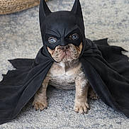 Beau is registered to the contest to win money with this photo: batman_costume, black_clothing, canine, cape, carpet, costume, cute, dog, ears, eyes, french_bulldog, fur, indoor, mask, paws, pet, portrait, sitting, small_dog, superhero