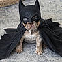 batman_costume, black_clothing, canine, cape, carpet, costume, cute, dog, ears, eyes, french_bulldog, fur, indoor, mask, paws, pet, portrait, sitting, small_dog, superhero