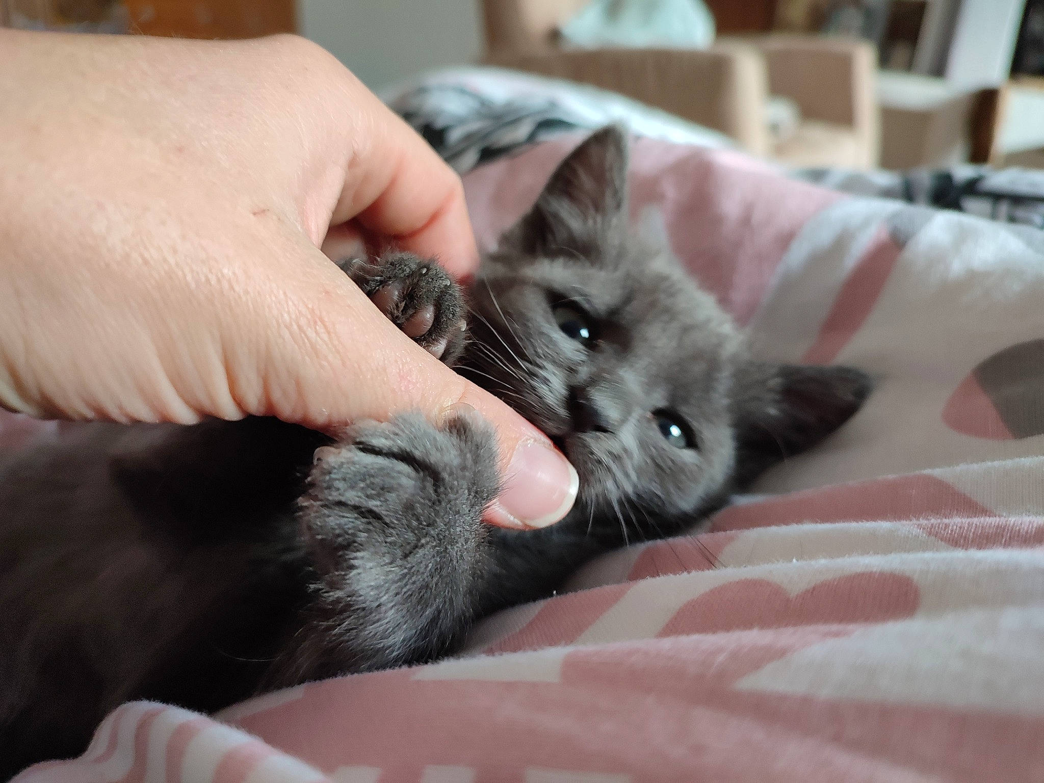 Grisouille a rejoint le concours — aidez-le/la à gagner de superbes lots ! bed, black_cat, bombay, carnivore, cat, claw, comfort, domestic_short_haired_cat, ear, felidae, finger, foot, fur, gesture, hand, nail, paw, small_to_medium_sized_cats, snout, whiskers