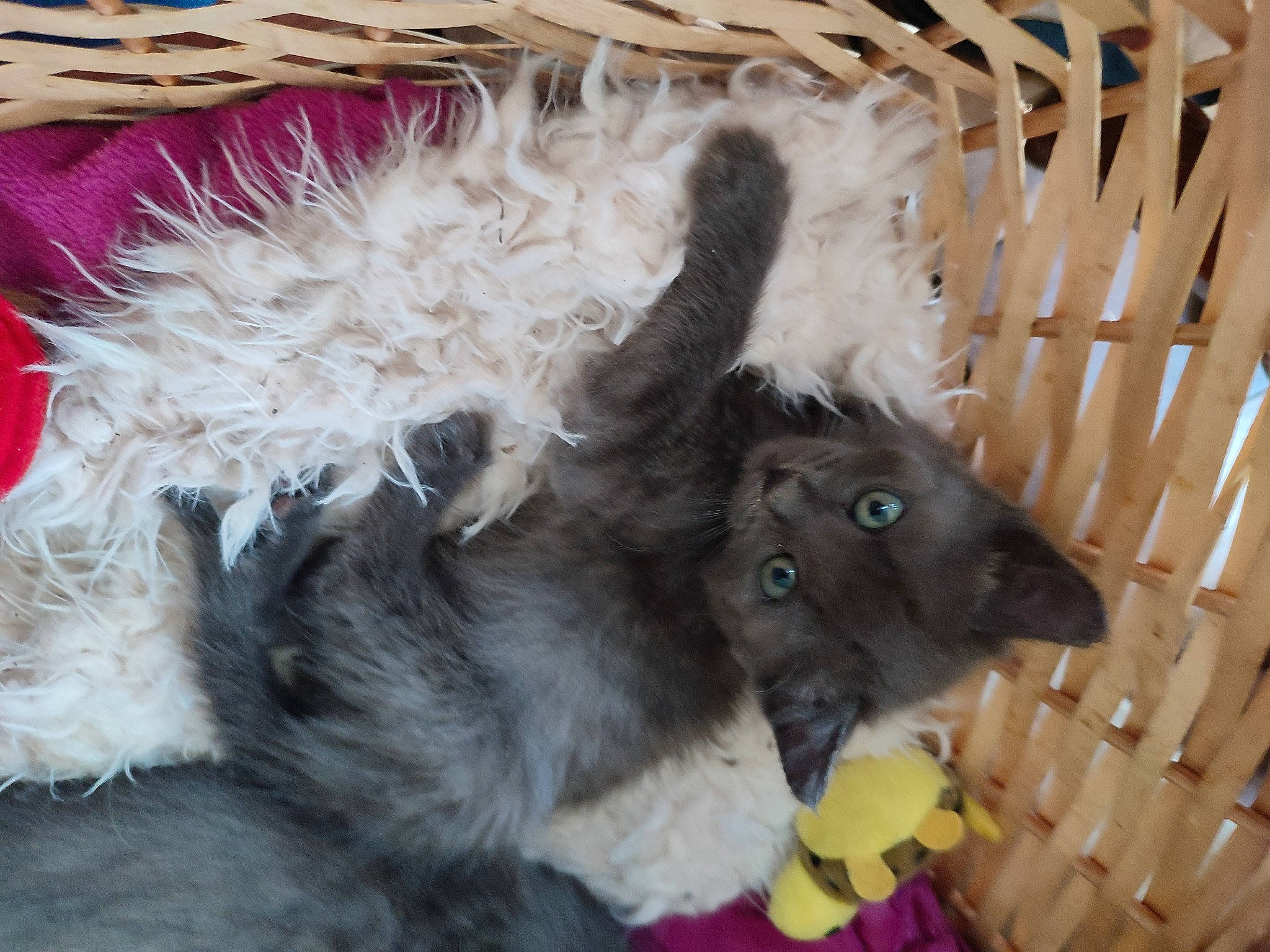 Grisouille a rejoint le concours — aidez-le/la à gagner de superbes lots ! canidae, carnivore, cat_supply, comfort, companion_dog, dog_breed, fawn, felidae, fur, mammal, natural_material, paw, pet_supply, small_to_medium_sized_cats, snout, sporting_group, tail, toy, whiskers, working_animal