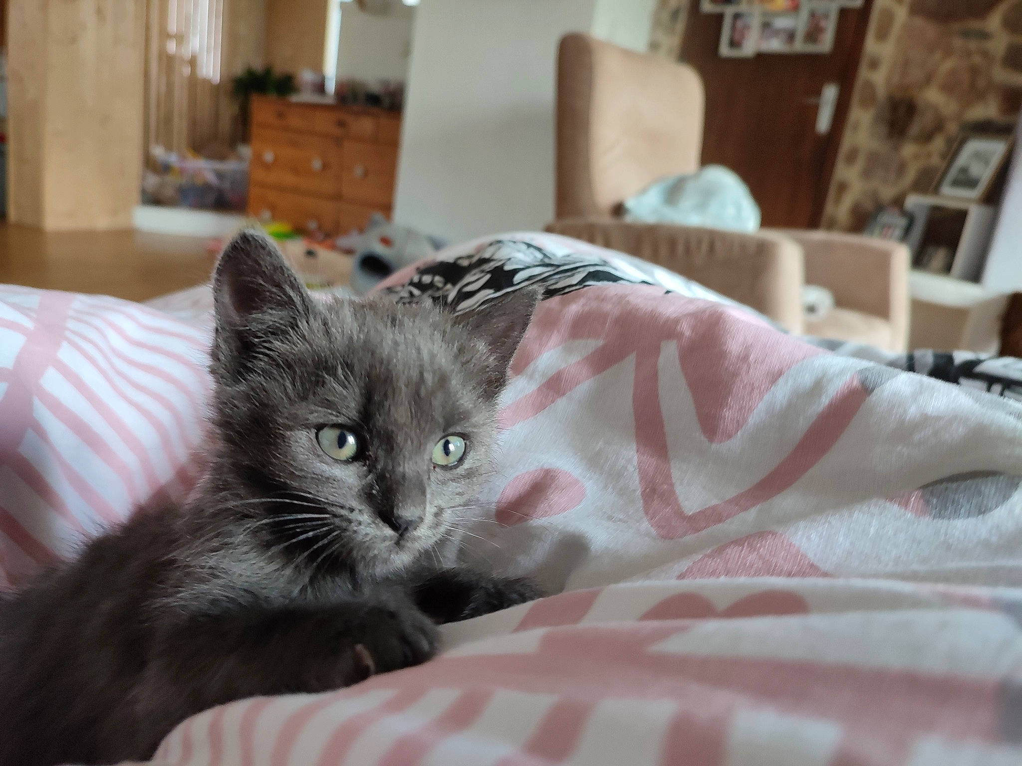 Grisouille participe au concours pour gagner de l'argent avec cette photo : bed, bed_sheet, bedding, black_cat, cabinetry, carnivore, cat, comfort, domestic_short_haired_cat, felidae, fur, grey, hardwood, linens, picture_frame, room, small_to_medium_sized_cats, snout, whiskers, wood