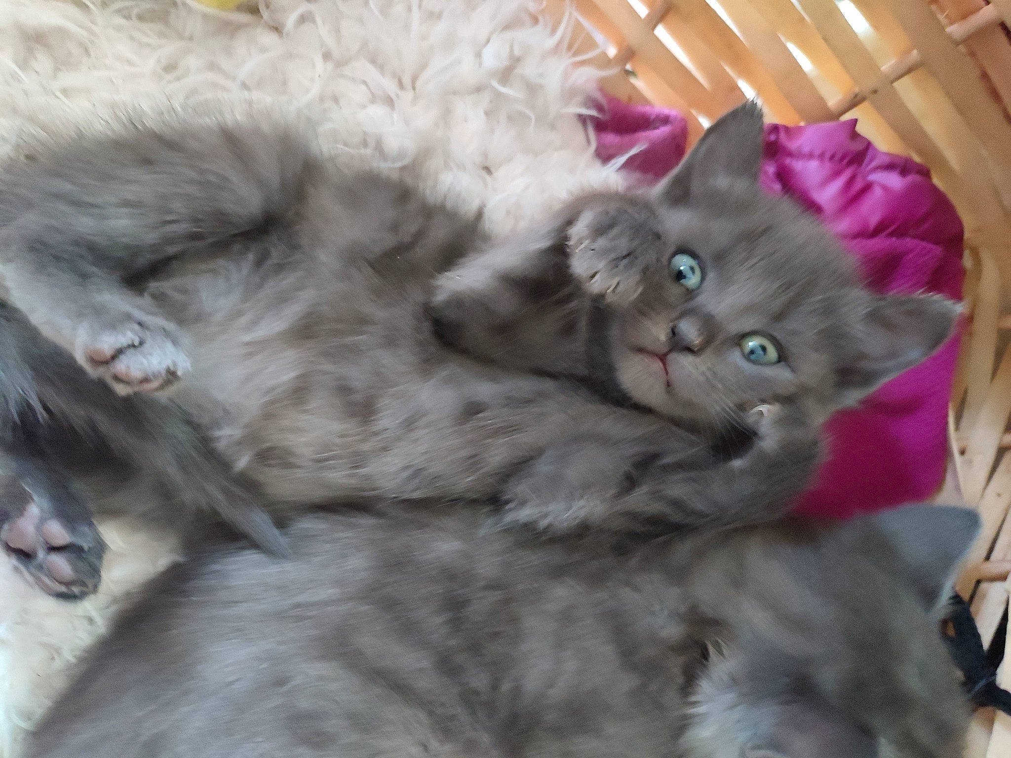 Grisouille a rejoint le concours — aidez-le/la à gagner de superbes lots ! bed, carnivore, cat, claw, comfort, domestic_short_haired_cat, ear, fawn, felidae, fur, grey, nap, paw, small_to_medium_sized_cats, snout, tail, terrestrial_animal, vertebrate, whiskers