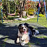Benji a rejoint le concours — aidez-le/la à gagner de superbes lots ! blue_sky, bone, bushes, dog, fence, garden, grass, happy, leaves, nature, outdoor, pet, play_area, playground, shadow, summer, sunlight, swings, toy, tree