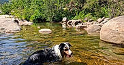 Benji a rejoint le concours — aidez-le/la à gagner de superbes lots ! animal, canine, daytime, dog, forest, happy, landscape, nature, outdoor, pet, reflection, river, rocks, scenic, summer, sunlight, swimming, trees, water, wilderness