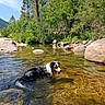 animal, canine, daytime, dog, forest, happy, landscape, nature, outdoor, pet, reflection, river, rocks, scenic, summer, sunlight, swimming, trees, water, wilderness