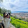 Benji a rejoint le concours — aidez-le/la à gagner de superbes lots ! canine, cityscape, clouds, daytime, dog, fur, greenery, happy, hill, landscape, nature, outdoor, path, pet, scenic, sky, sunlight, tongue_out, trees, wildflowers