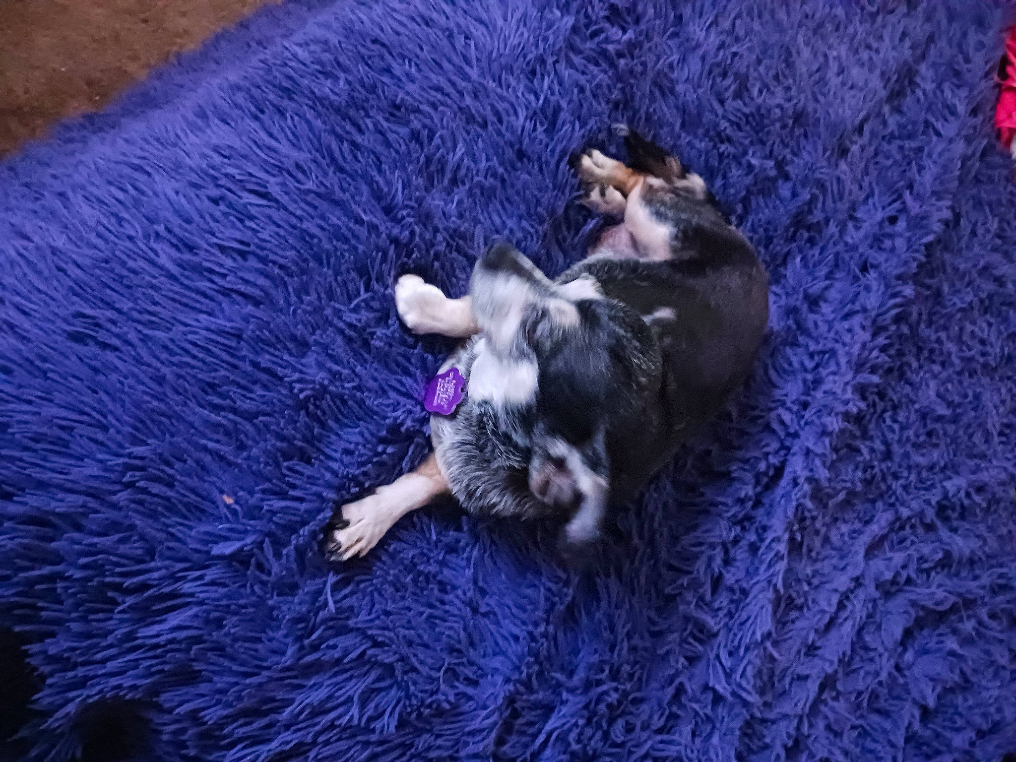 Blossom is registered to the contest to win money with this photo: canidae, carnivore, comfort, companion_dog, dog, dog_breed, dog_supply, electric_blue, fawn, felidae, fur, linens, paw, purple, small_to_medium_sized_cats, sporting_group, tail, toy_dog, whiskers, working_animal