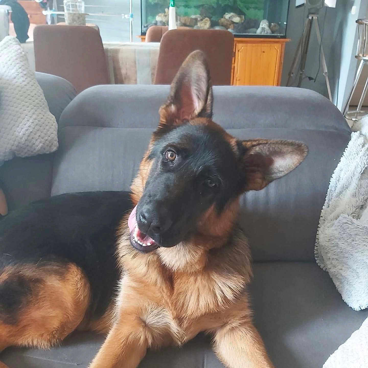 Aïko participe au concours pour gagner de l'argent avec cette photo : animal, blanket, couch, cushion, dog, domestic, ears, fish_tank, fur, german_shepherd, happy, head_tilt, indoor, living_room, pet, puppy, relaxed, smiling, tongue, wooden_furniture