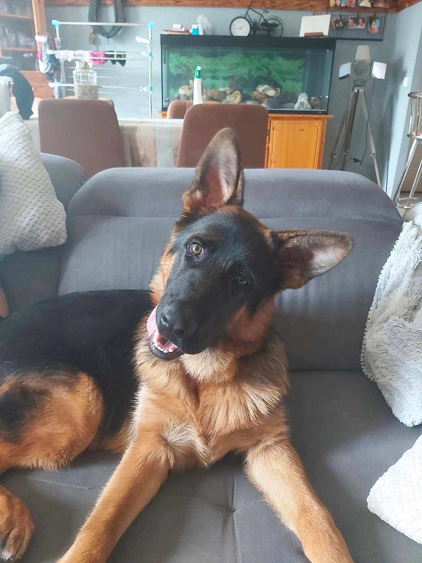 Aïko participe au concours pour gagner de l'argent avec cette photo : german_shepherd, dog, puppy, couch, living_room, pet, smiling, head_tilt, fur, ears, tongue, wooden_furniture, fish_tank, cushion, blanket, indoor, relaxed, happy, animal, domestic