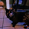 cat, tortoiseshell, pet, animal, indoor, floor, tile, orange_eyes, paw, vintage, timestamp, blur, motion, curious, looking, sideways, shadow, home, electrical_outlet, cord