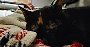Mochi participe au concours pour gagner de l'argent avec cette photo : cat, sleeping, blanket, close_up, indoor, cozy, fur, patterned_blanket, resting, pet, animal, domestic, soft_texture, comfort, relaxation, warm, feline, black_cat, orange_markings, nap