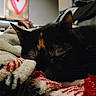 cat, sleeping, blanket, close_up, indoor, cozy, fur, patterned_blanket, resting, pet, animal, domestic, soft_texture, comfort, relaxation, warm, feline, black_cat, orange_markings, nap