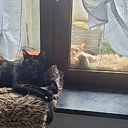 Mochi participe au concours pour gagner de l'argent avec cette photo : cat, window, curtain, fluffy_blanket, sunlight, indoor, outdoor, orange_cat, black_cat, relaxing, pet, animal, feline, resting, cozy, windowsill, home, domestic, fur, daylight