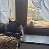 cat, window, curtain, fluffy_blanket, sunlight, indoor, outdoor, orange_cat, black_cat, relaxing, pet, animal, feline, resting, cozy, windowsill, home, domestic, fur, daylight