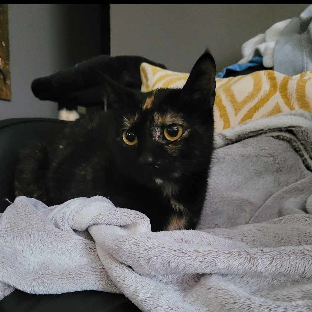 Mochi