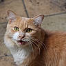 Roustache a rejoint le concours — aidez-le/la à gagner de superbes lots ! cat, orange_cat, white_fur, green_eyes, whiskers, pet, animal, feline, cute, curious, outdoor, tiled_floor, fur, close_up, mammal, portrait, domestic_animal, alert, expression, head