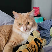 Roustache a rejoint le concours — aidez-le/la à gagner de superbes lots ! cat, cream_colored, stuffed_toy, tiger_stripes, bed, bedding, indoor, pet, feline, soft_fur, curious_eyes, toy, cozy, relaxed, domestic, bedroom, headboard, yellow_eyes, whiskers, close_up