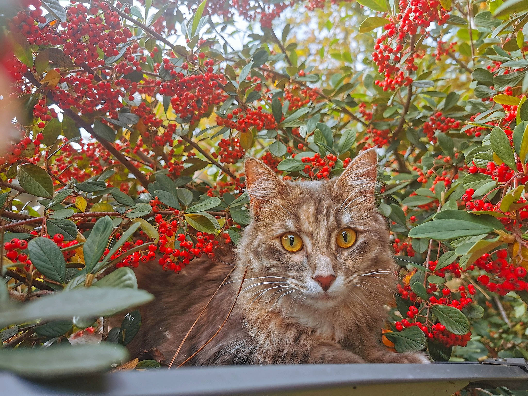 Cookie participe au concours pour gagner de l'argent avec cette photo : carnivore, cat, domestic_short_haired_cat, felidae, flower, flowering_plant, flowerpot, fur, grass, plant, plant_stem, shrub, small_to_medium_sized_cats, spring, terrestrial_animal, tree, twig, whiskers, wildlife, window