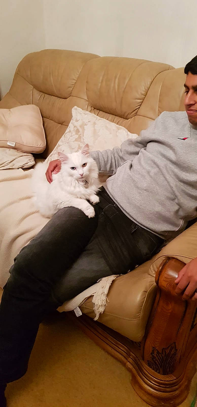 Yume is registered to the contest to win money with this photo: abdomen, carnivore, cat, comfort, couch, felidae, fur, furniture, leg, sitting, small_to_medium_sized_cats, thigh, turkish_van, whiskers