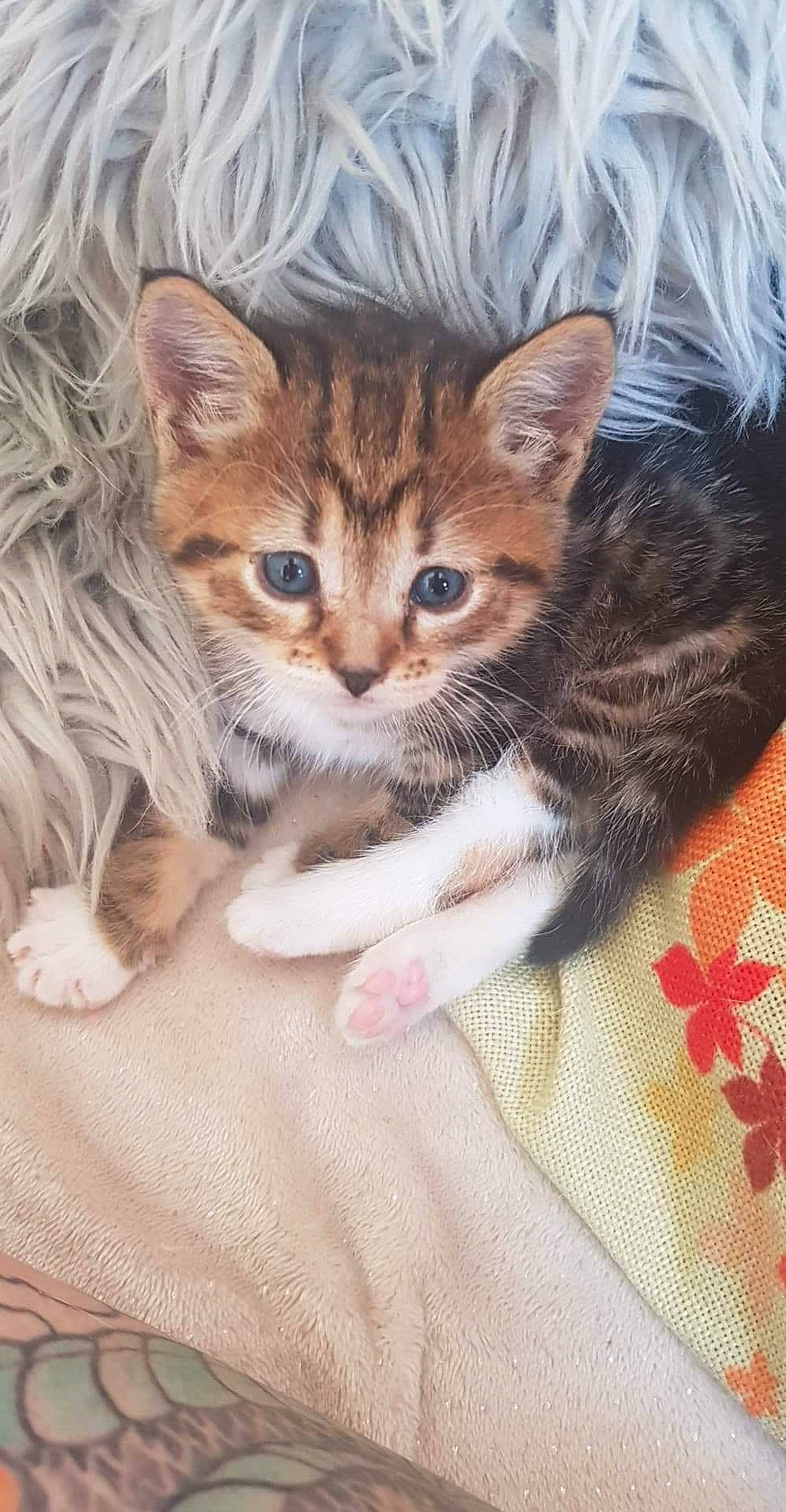 Suna participe au concours pour gagner de l'argent avec cette photo : art, carnivore, cat, claw, domestic_short_haired_cat, fawn, felidae, fur, pattern, paw, small_to_medium_sized_cats, snout, tail, whiskers