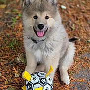 Balto a rejoint le concours — aidez-le/la à gagner de superbes lots ! puppy, dog, animal, pet, outdoor, autumn, leaves, toy, soccer_ball, playful, fur, tongue_out, happy, sitting, collar, cute, nature, smiling, young_dog, fluffy