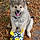 Balto