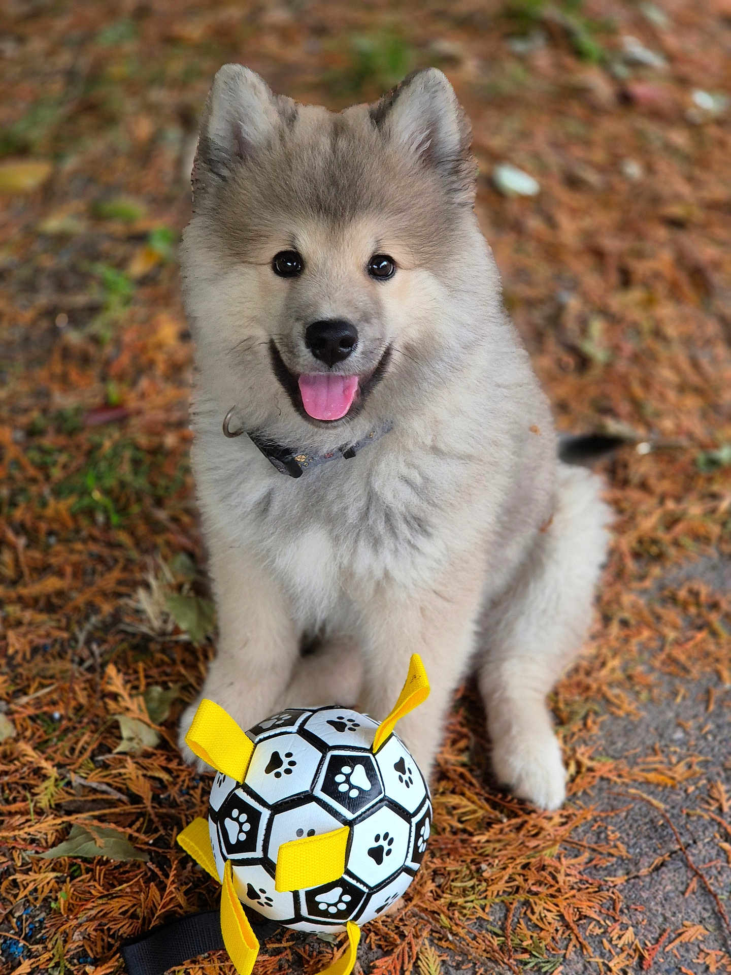 Balto a rejoint le concours — aidez-le/la à gagner de superbes lots ! puppy, dog, animal, pet, outdoor, autumn, leaves, toy, soccer_ball, playful, fur, tongue_out, happy, sitting, collar, cute, nature, smiling, young_dog, fluffy