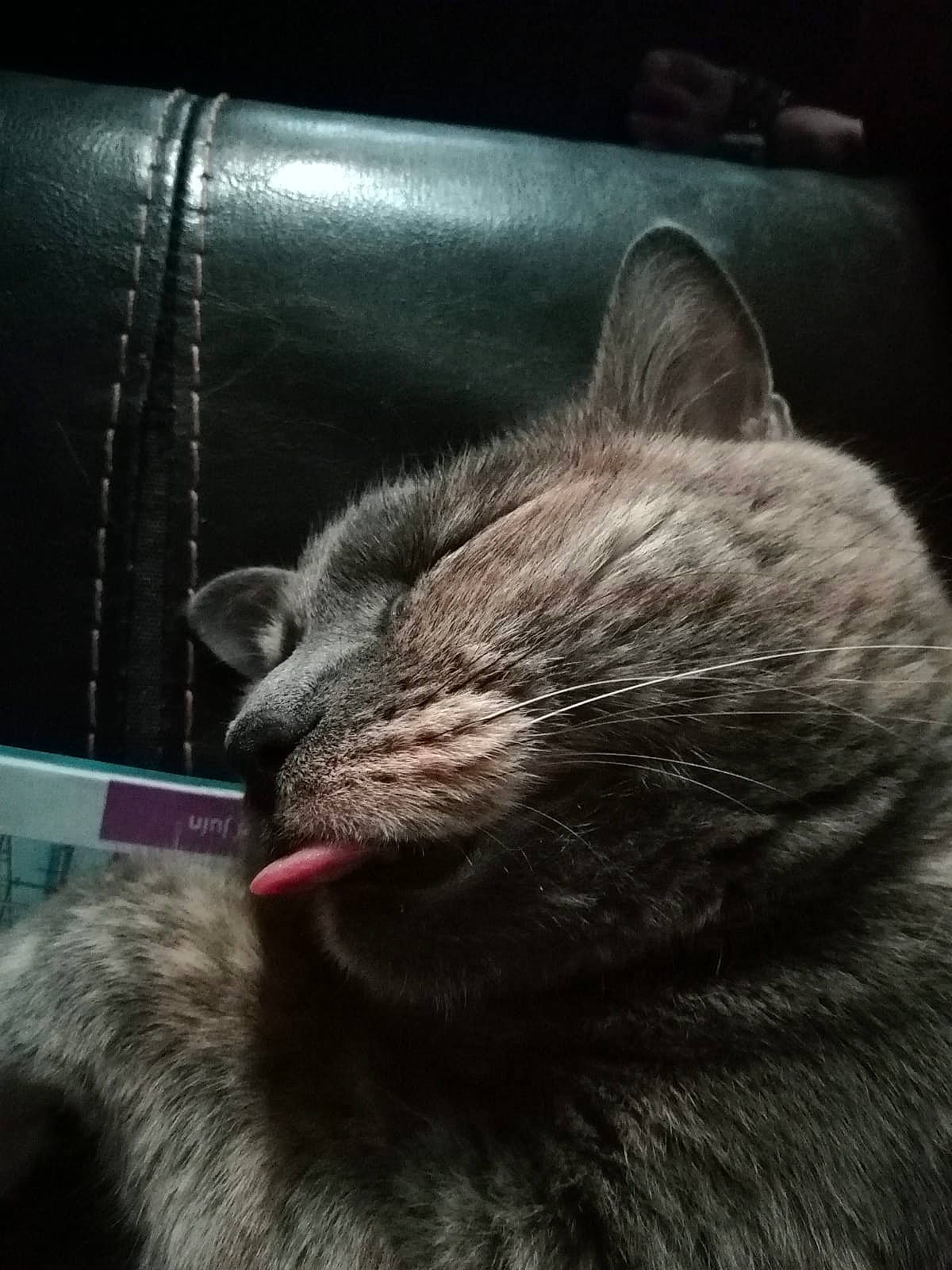 Leeloo a rejoint le concours — aidez-le/la à gagner de superbes lots ! asian, british_shorthair, burmese, carnivore, cat, chartreux, domestic_short_haired_cat, ear, felidae, fur, korat, mammal, nap, nebelung, russian_blue, small_to_medium_sized_cats, snout, whiskers