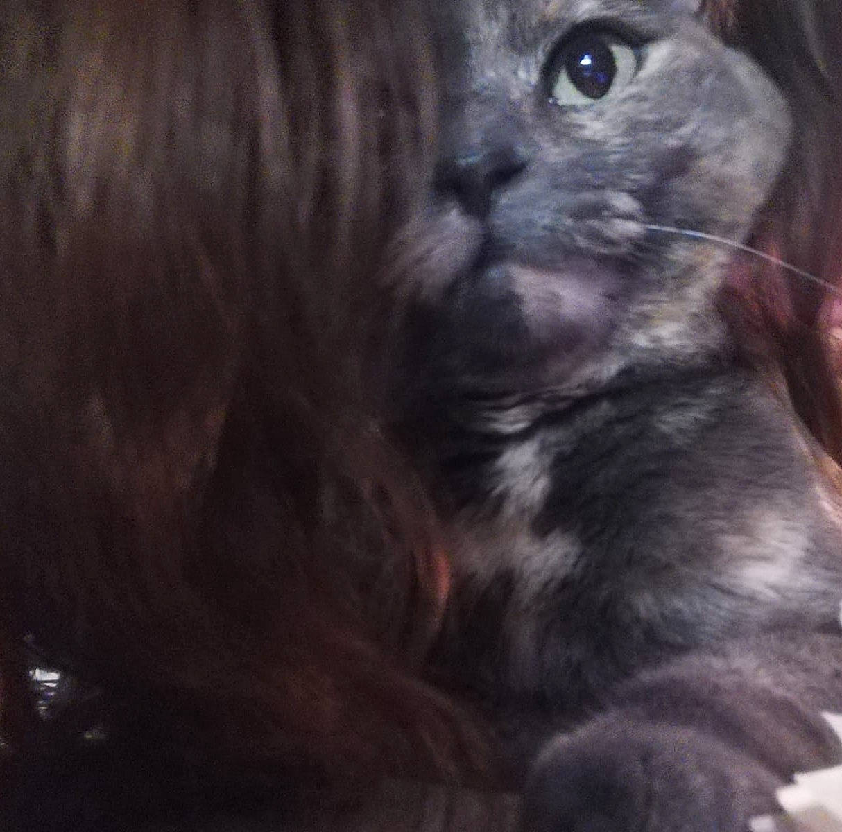 Leeloo a rejoint le concours — aidez-le/la à gagner de superbes lots ! asian, carnivore, cat, domestic_short_haired_cat, ear, eye, fawn, felidae, fur, kitten, nebelung, norwegian_forest_cat, photography, polydactyl_cat, small_to_medium_sized_cats, snout, whiskers