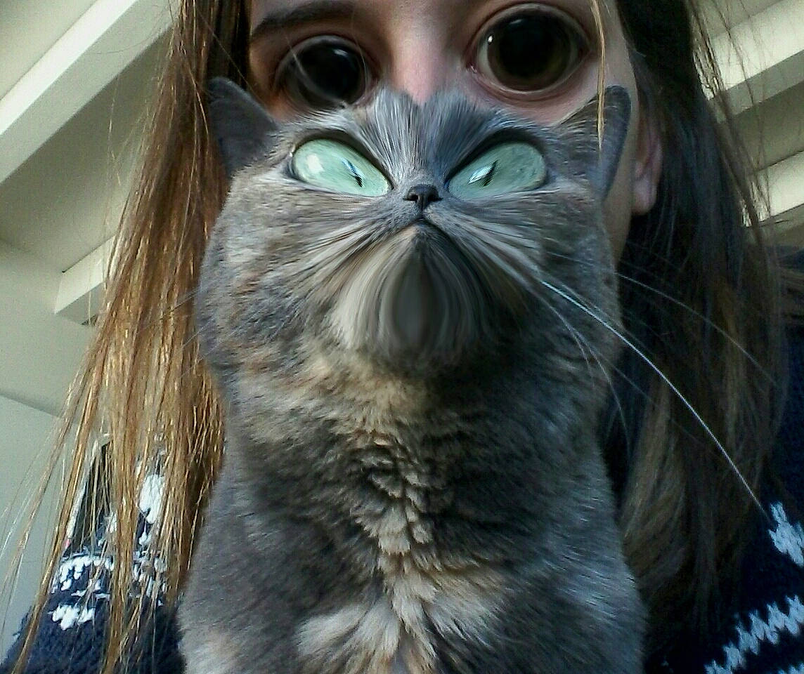 Leeloo participe au concours pour gagner de l'argent avec cette photo : american_curl, asian, carnivore, cat, close_up, domestic_long_haired_cat, domestic_short_haired_cat, european_shorthair, eye, felidae, fur, hair, iris, nose, ojos_azules, photo_caption, siberian, small_to_medium_sized_cats, snout, whiskers